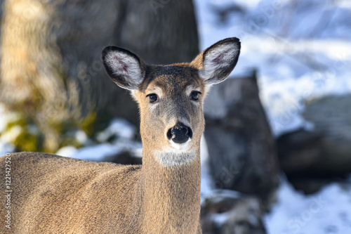 Whitetail deer during a snowy winter in Windsor in Upstate NY. Deer brave the cold and snow here in woods around our home. photo