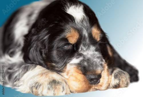 Portrait. English cocker spaniel puppy. Boy. Age 2 months. The color of the blue roan and tan. In the background there is a beautiful gradient background.