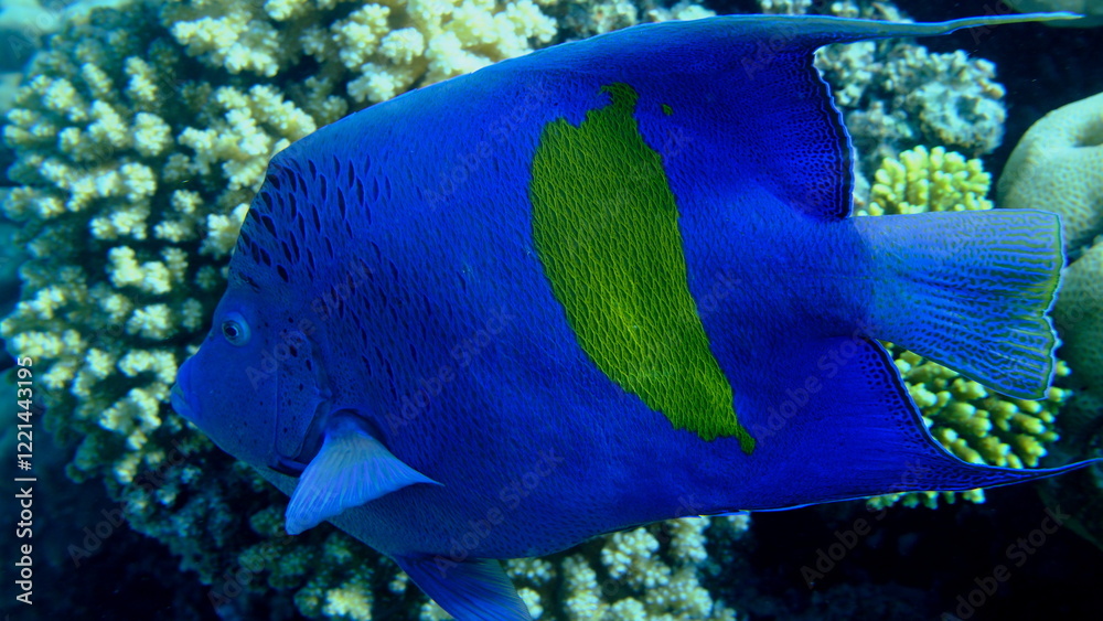 Obraz premium Yellowbar angelfish or yellowblotch angelfish (Pomacanthus maculosus) undersea, Red Sea, Egypt, Sharm El Sheikh, Montazah Bay