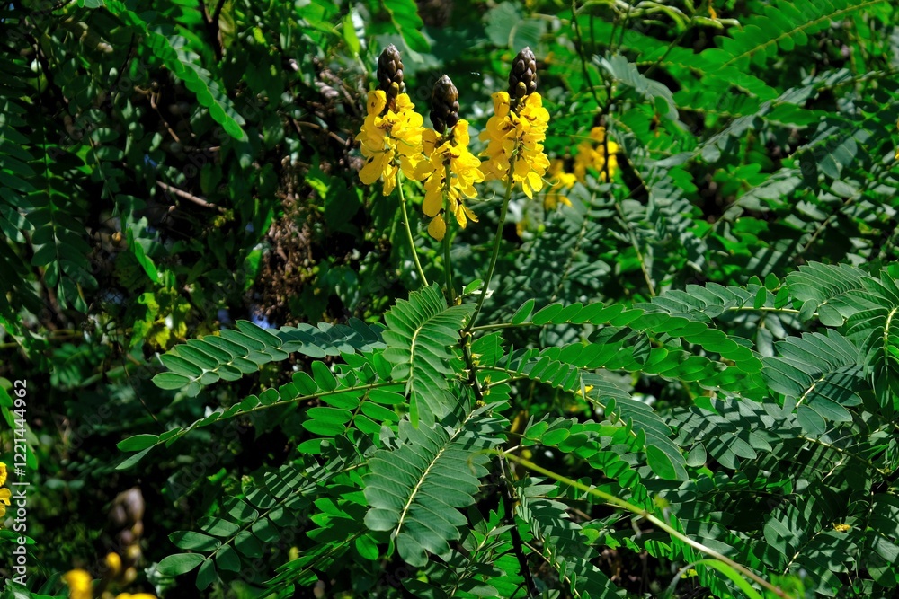 Tree with yellow flowers Senna alata (emperor's candlesticks, candle bush), met in Sri Lanka. In Sri Lanka, known as Ath-thora, used in traditional medicine.