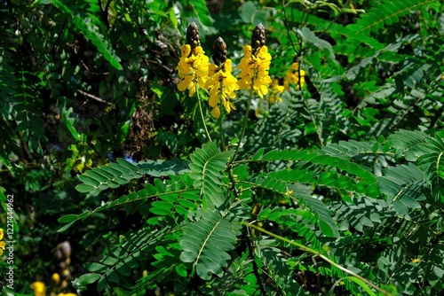 Obraz na płótnie Tree with yellow flowers Senna alata (emperor's candlesticks, candle bush), met in Sri Lanka. In Sri Lanka, known as Ath-thora, used in traditional medicine. w salonie