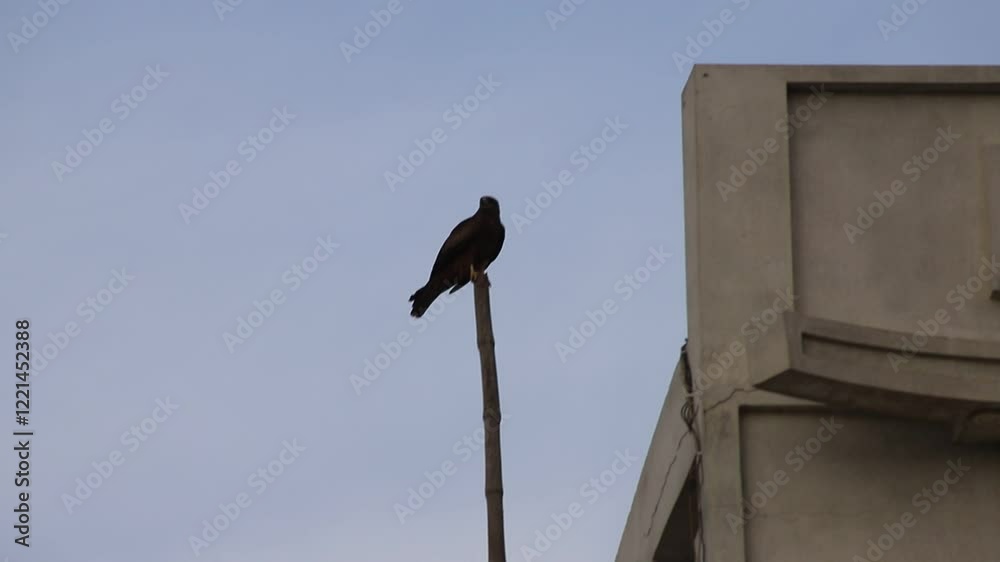 A Eagle sits on top of a log in windy weather. Bird sitting on dry tree branch. silhouette of monochrome colored bird on blue sky background in the evening. Beautiful 4k Footage.