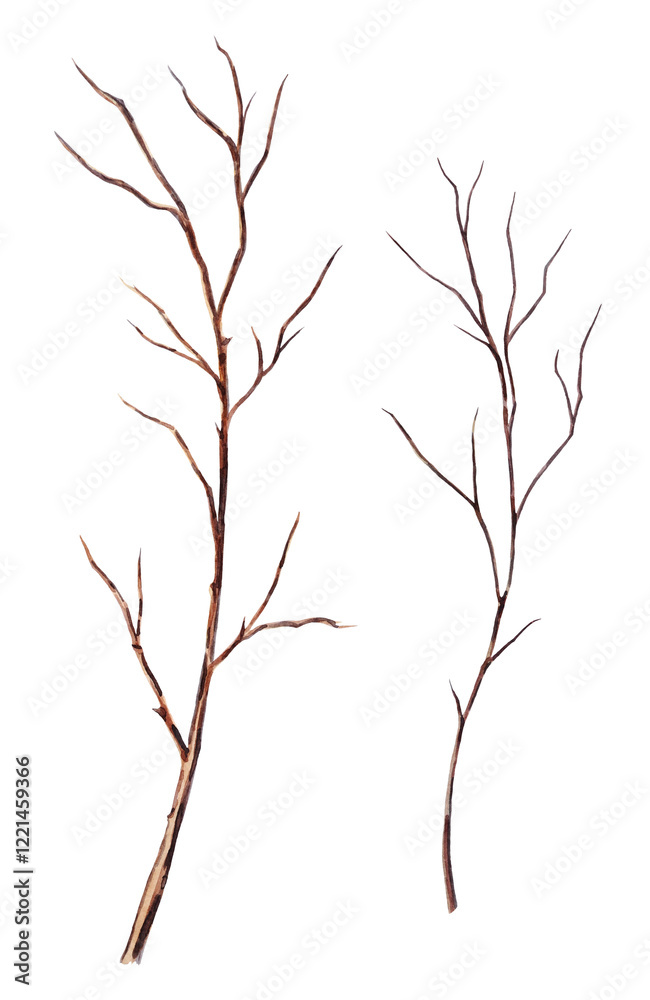 Obraz premium Watercolor hand-painted illustrations of dry branches on a transparent background. Nature elements.