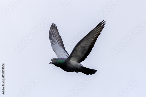 Photography Rock Pigeon (Columba livia), commonly found in urban areas worldwide, Bull Islan