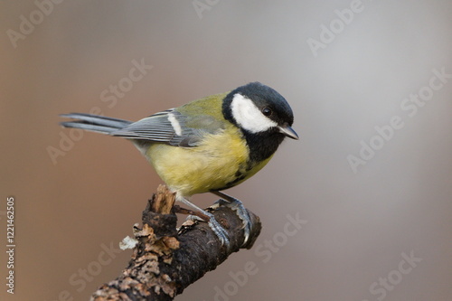 Parus major aka great tit perched on tree branch. Common bird in Czech republic. Close-up portrait. Isolated on blurred background. photo