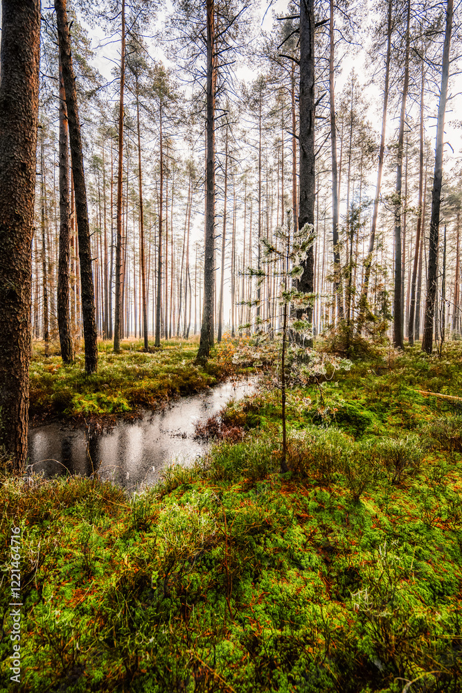 A wooden walking misty path in Bor na Czerwonem nature reserve in Nowy Targ in Poland A wooden walking misty path in Bor na Czerwonem nature reserve in Nowy Targ in Poland