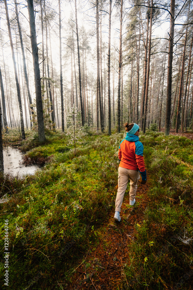 Obraz premium A wooden walking misty path in Bor na Czerwonem nature reserve in Nowy Targ in Poland