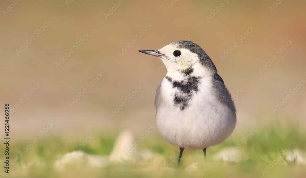 White Wagtail, Motacilla alba, birds of Montenegro