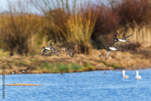 Northern Pintail, Anas acuta, birds in flight over winter marshes