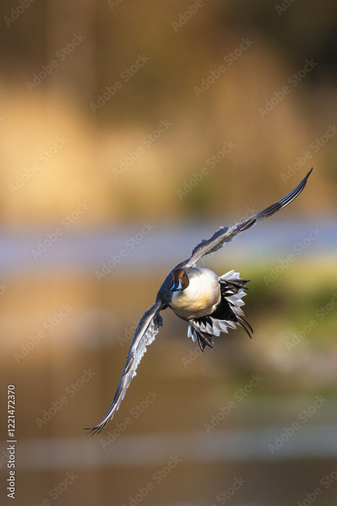 Northern Pintail, Anas acuta, male in flight over winter marshes