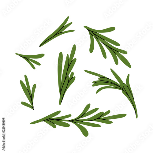 Green rosemary branches. Aromatic herbal seasoning for cooking. Set of fragrant rosemary illustrations in flat style on white background.