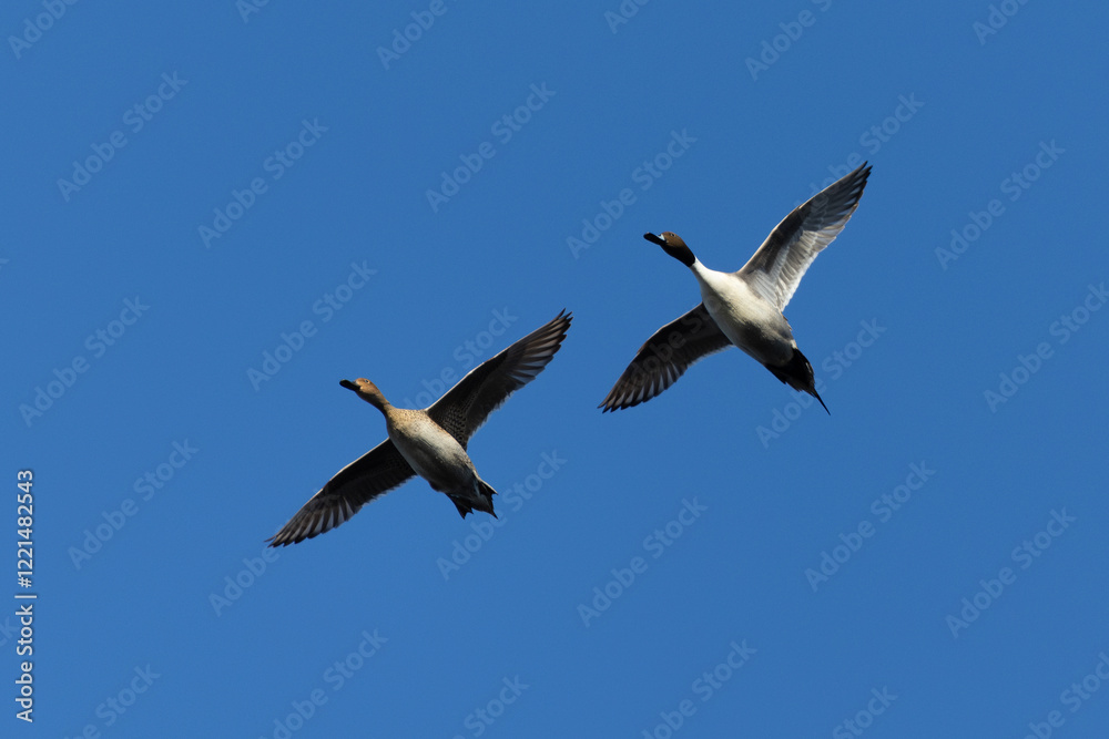 Male and female Northern pintail flying, seen in a North California marsh Male and female Northern pintail flying, seen in a North California marsh