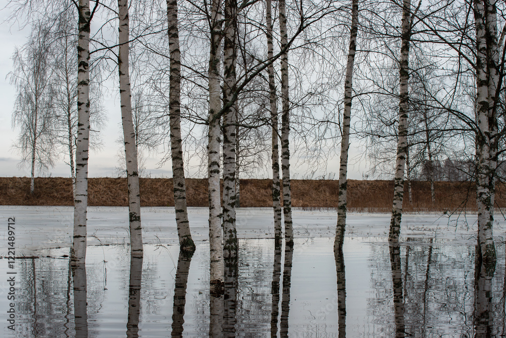 A flooded area with birch trees reflecting in the calm water, surrounded by a natural landscape under an overcast winter sky. A flooded area with birch trees reflecting in the calm water, surrounded by a natural landscape under an overcast winter sky.