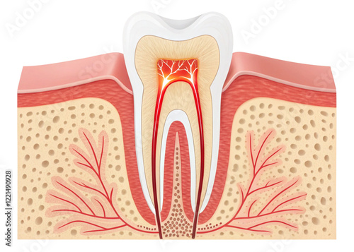 anatomy of the teeth photo