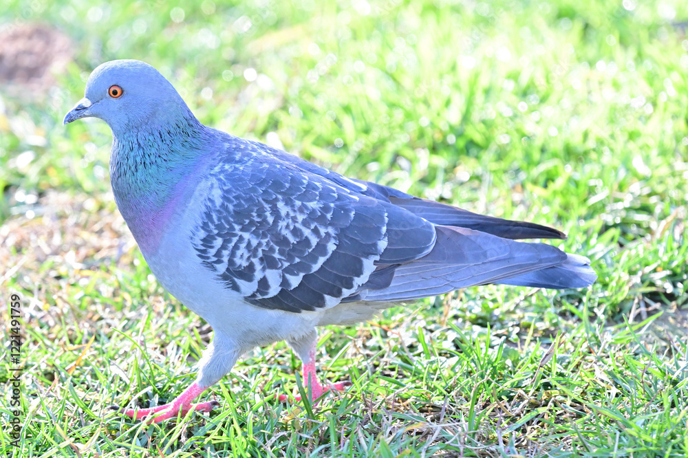 pigeon on grass pigeon on grass