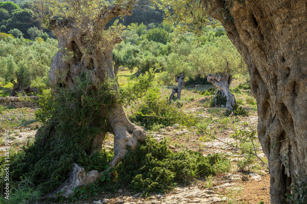 Olive groves destined for production of olive oil in Mallorca, Balearic Islands, Spain Olive groves destined for production of olive oil in Mallorca, Balearic Islands, Spain