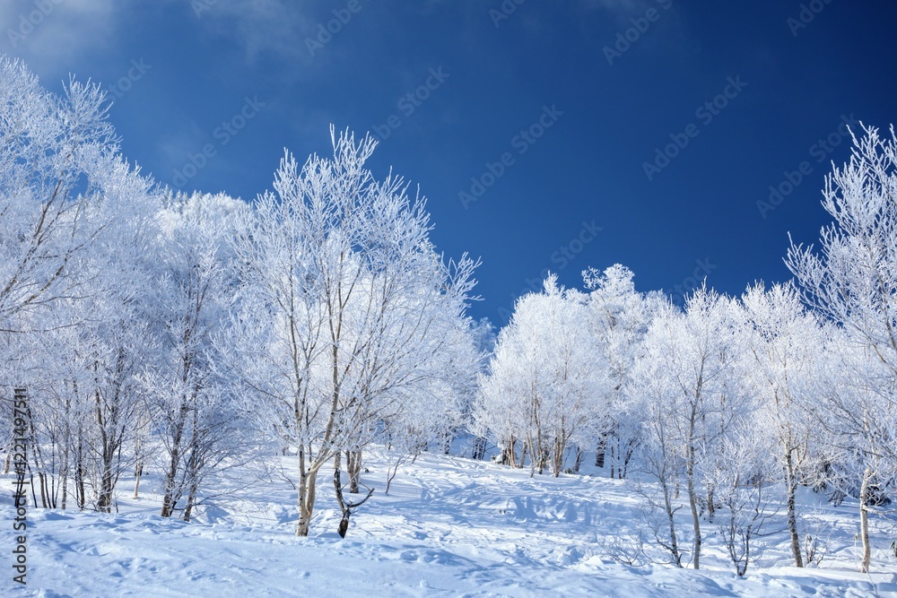 snow covered trees snow covered trees