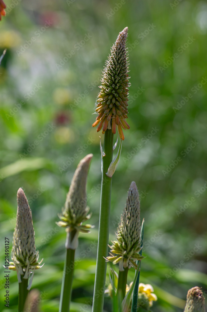 Kniphofia uvaria bright orange red ornamental flowering plants on tall stem, group tritomea torch lily red hot poker flowers