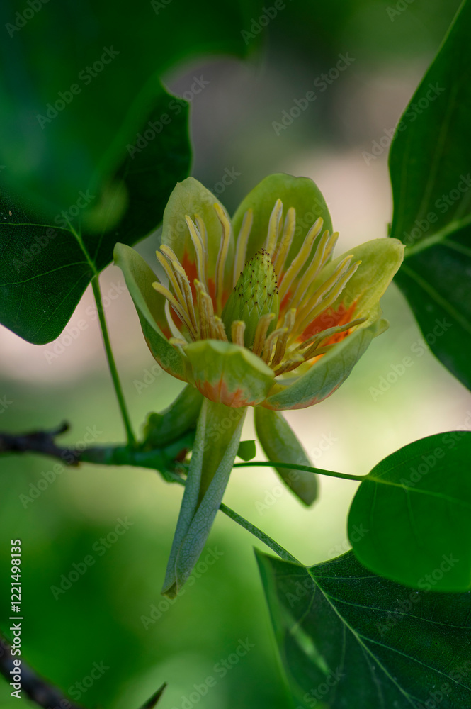 Liriodendron tulipifera beautiful ornamental tree in bloom, American tulip tree tulipwood flowering, flower on the branch