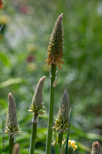 Obraz na płótnie Kniphofia uvaria bright orange red ornamental flowering plants on tall stem, group tritomea torch lily red hot poker flowers w salonie