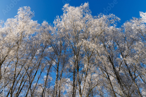 Frostige Baumkronen photo