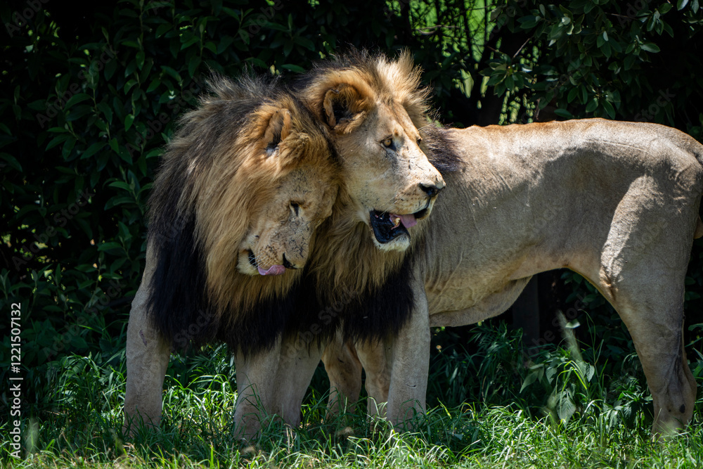 Two male lion brothers stand side by side, rubbing against each other in a rare display of affection and bonding. Taken during an African Safari Game Drive. Two male lion brothers stand side by side, rubbing against each other in a rare display of affection and bonding. Taken during an African Safari Game Drive.