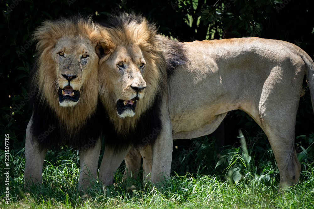 Two male lion brothers stand side by side, rubbing against each other in a rare display of affection and bonding. Taken during an African Safari Game Drive. Two male lion brothers stand side by side, rubbing against each other in a rare display of affection and bonding. Taken during an African Safari Game Drive.