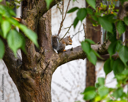 Squirrel in a Tree