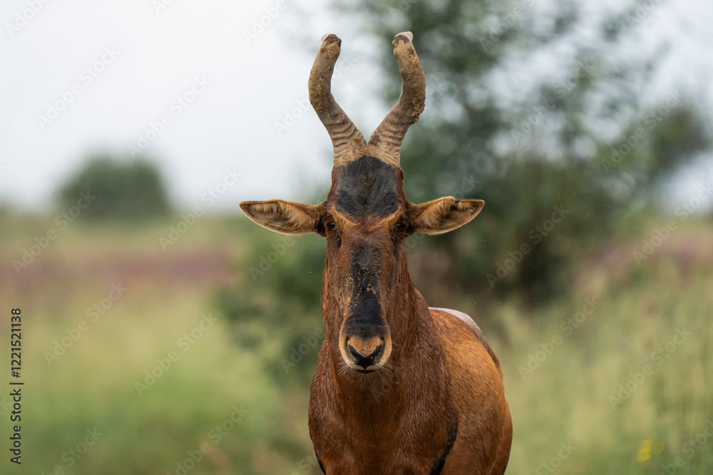 A striking Roan Hartebeest antelope stands in the African wilderness, its powerful frame and curved horns on full display. Captured during a safari game drive, this image highlights its natural habita A striking Roan Hartebeest antelope stands in the African wilderness, its powerful frame and curved horns on full display. Captured during a safari game drive, this image highlights its natural habita
