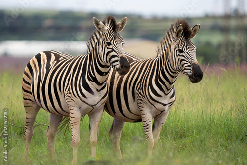 A zebra stands proudly in the wild, surrounded by the vast African bushveld. Captured during a safari game drive, the scene showcases the natural beauty and solitude of this iconic animal in its habit