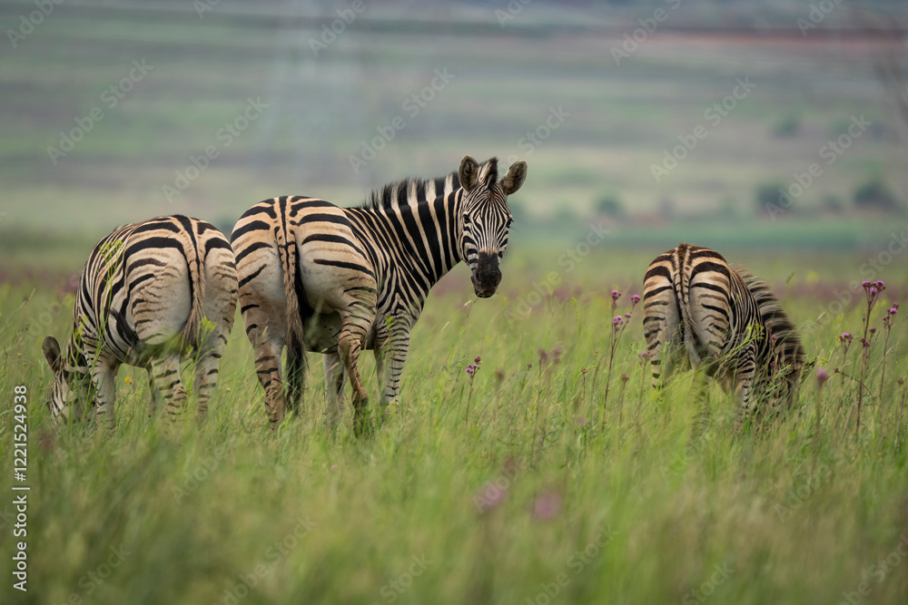 Fototapeta premium A zebra stands proudly in the wild, surrounded by the vast African bushveld. Captured during a safari game drive, the scene showcases the natural beauty and solitude of this iconic animal in its habit