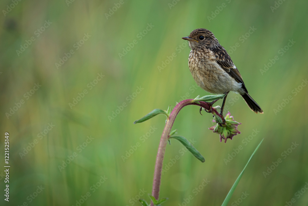 A small bird perched on a tree branch, attentively observing its surroundings. Taken during an African Safari Game Drive. A small bird perched on a tree branch, attentively observing its surroundings. Taken during an African Safari Game Drive.