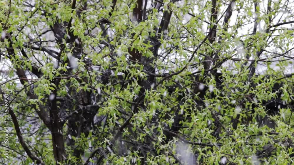 In spring, snow falls on the green leaves of the trees. In spring, snow falls on the green leaves of the trees.