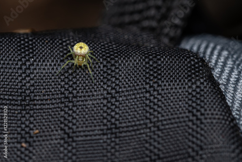 Принти на полотні Green spider sits on a backpack strap