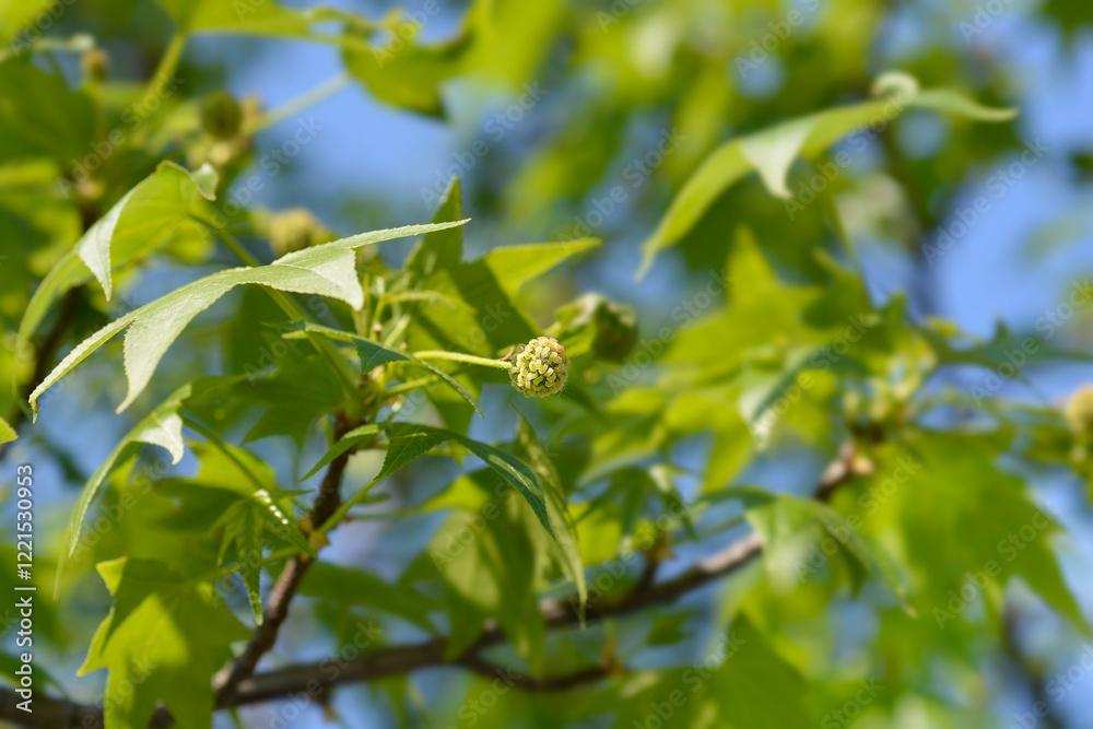 Fototapeta premium American sweetgum branch with flower