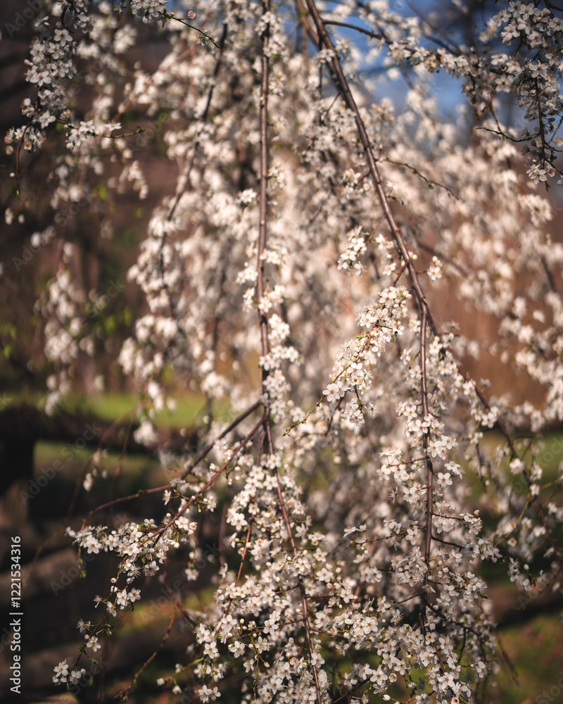 Blossoming tree in spring with white flowers