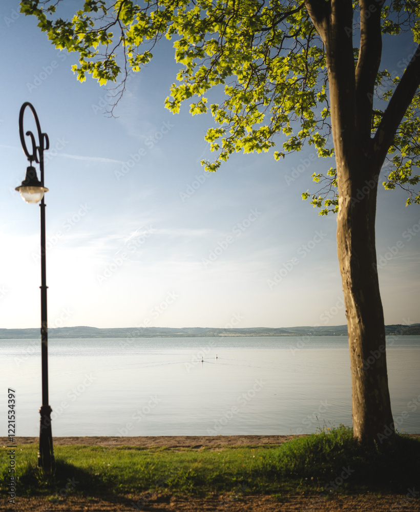 Morning photo of nice trees at lake Balaton