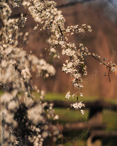 Obraz na płótnie Blossoming tree in spring with white flowers w salonie