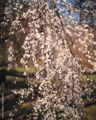 Obraz na płótnie Blossoming tree in spring with white flowers w salonie