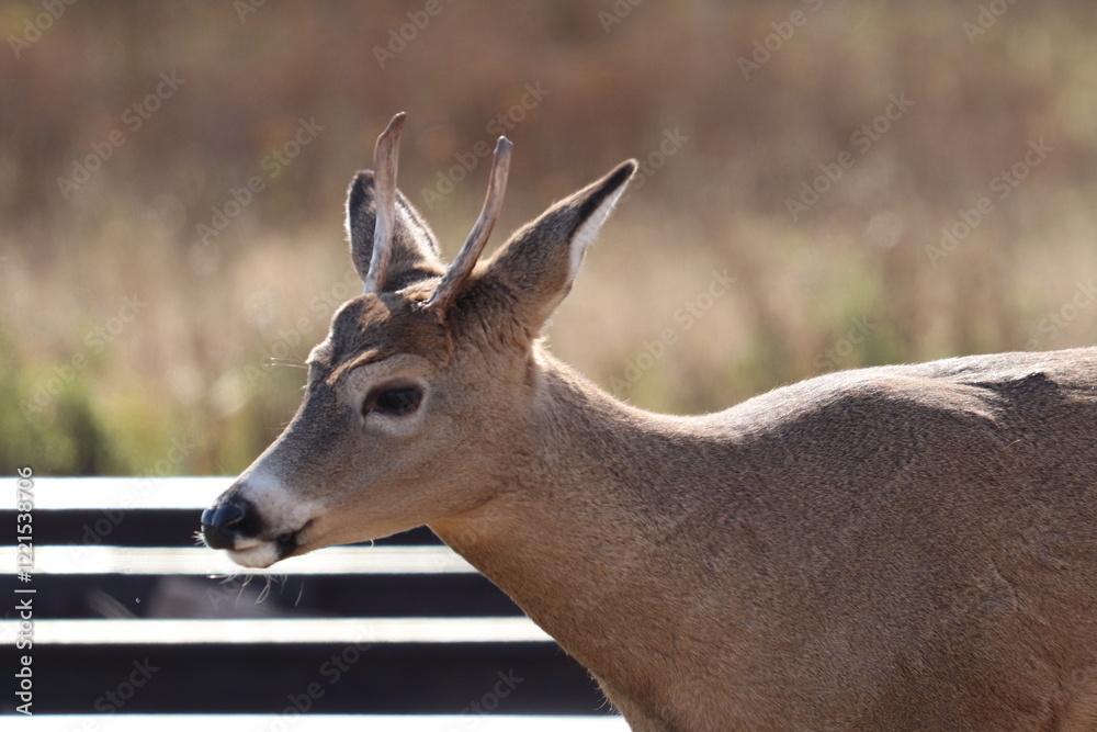 Young deer family on the railroad tracks in Two Harbors, Minnesota. Young deer family on the railroad tracks in Two Harbors, Minnesota.