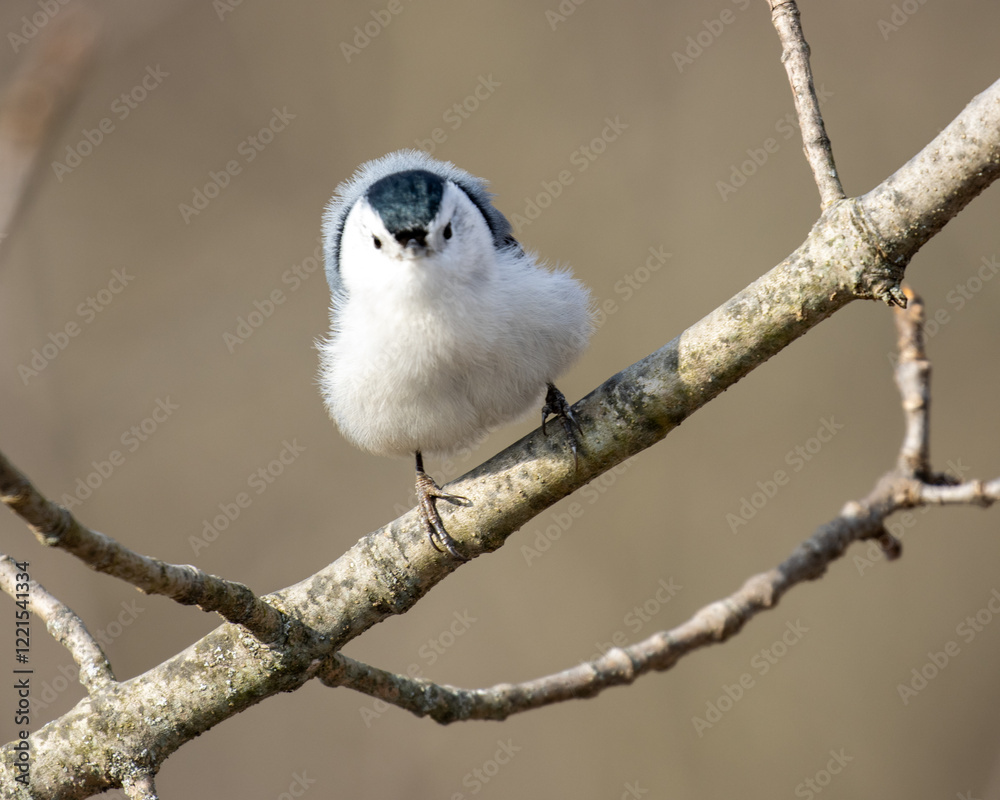 Obraz premium Cute portrait of a white breasted nuthatch looking like it's wearing a hat.