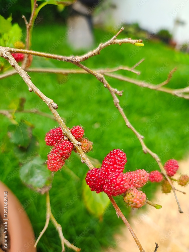 Blackberries in a pot planted at home. Blackberries in a pot planted at home.