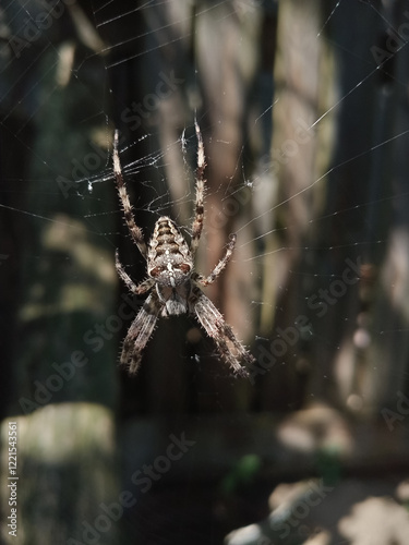 European garden spider (Araneus diadematus) Cross spider. Spired on a web