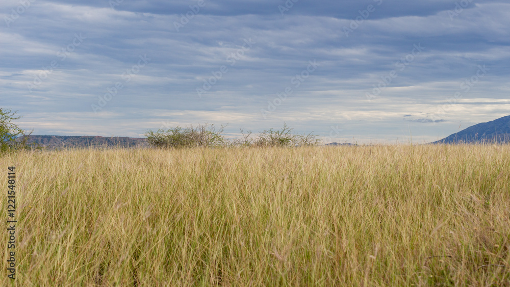 Panorama of the Tatacoa desert with a morning light. Minimalist, creative and artistic picture with a field of yellow dry grass. Villavieja, Huila, Colombia, Panorama of the Tatacoa desert with a morning light. Minimalist, creative and artistic picture with a field of yellow dry grass. Villavieja, Huila, Colombia,
