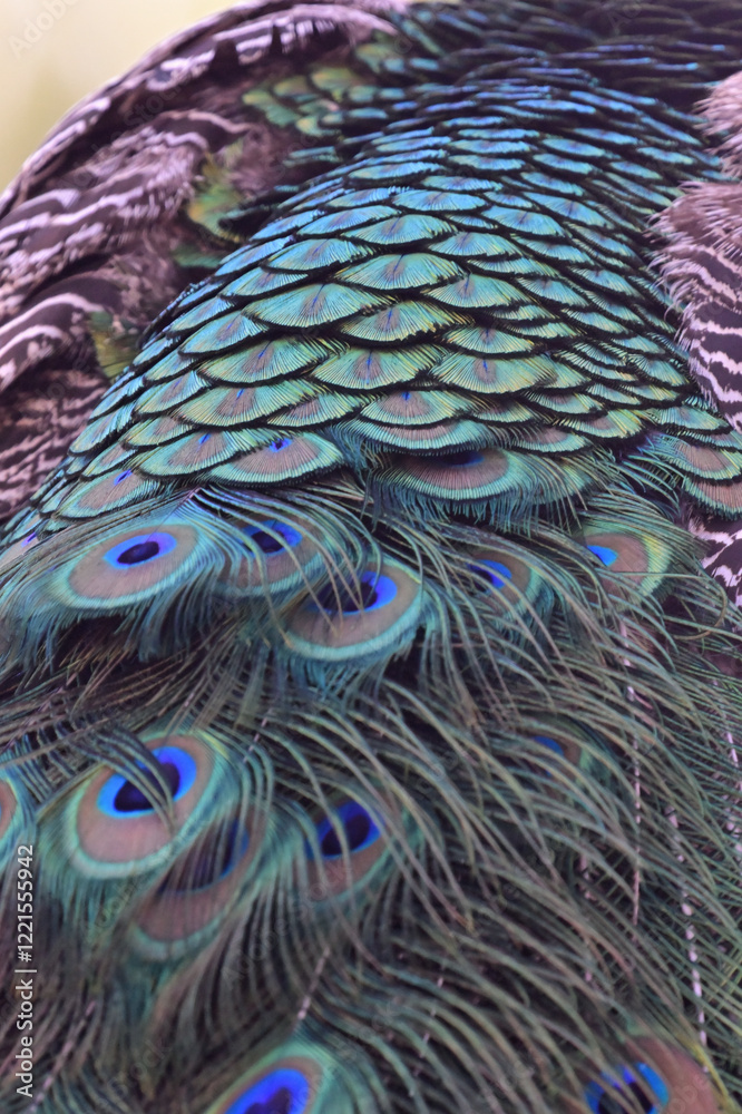 Fototapeta premium peacock feather background