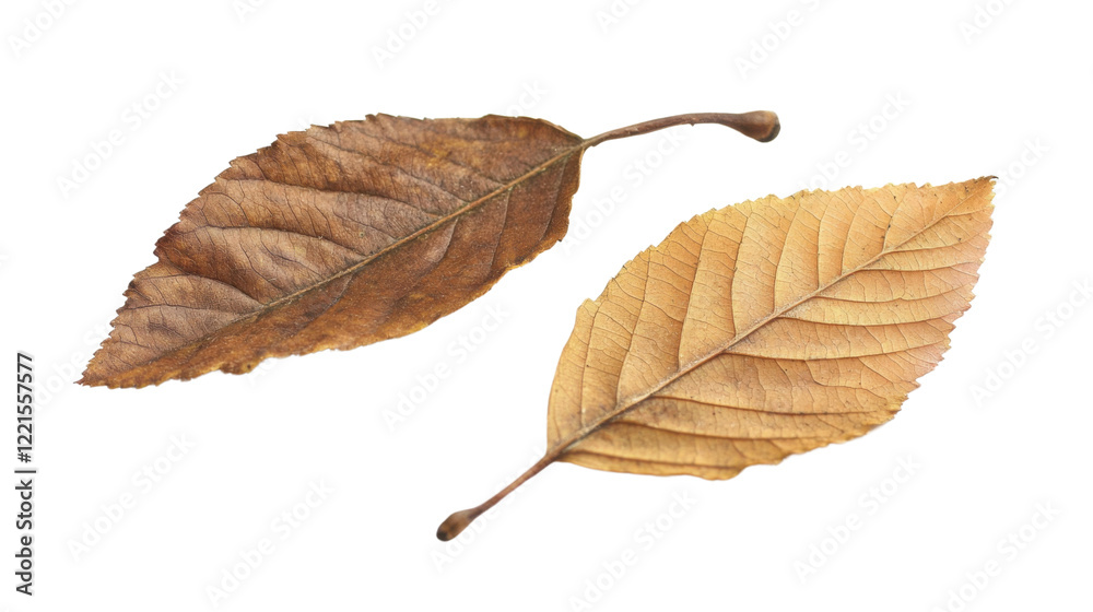 Fototapeta premium Autumn colored leaves on transparent background