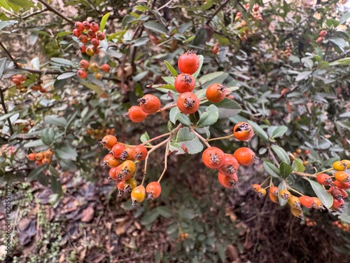 Close-up of a fruiting shrub called Pyracantha crenulata. Firethorn many orange berries, rosaceae evergreen shrub. Nepalese firethorn, Nepalese firethorn or Himalayan firethorn.
 photo