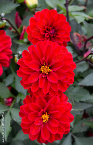 Obraz na płótnie Dahlia (in german Dahlie) Dahlia w salonie