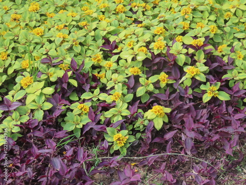 green leaves background
