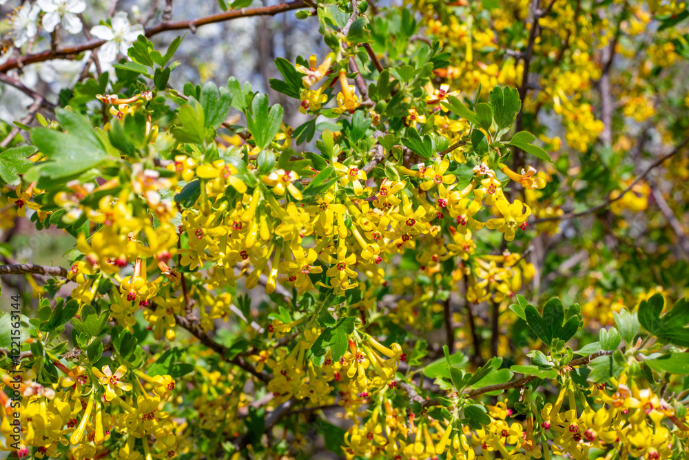 Fototapeta premium A bush of flowering currant. Bright yellow flowers on branches with green leaves on a spring day
